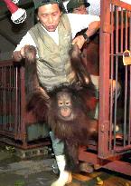 6 apes smuggled from Indonesia sent home